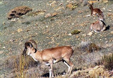 مجوز شکار چهارپایان در سمنان صادر نمی‌شود