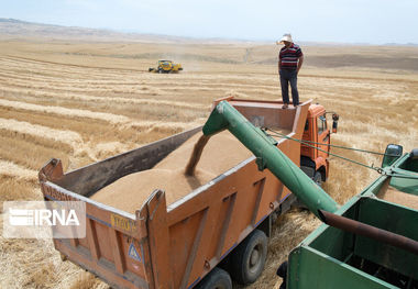 بیش از ۴۲ هزار تن گندم در مهاباد خریداری شد