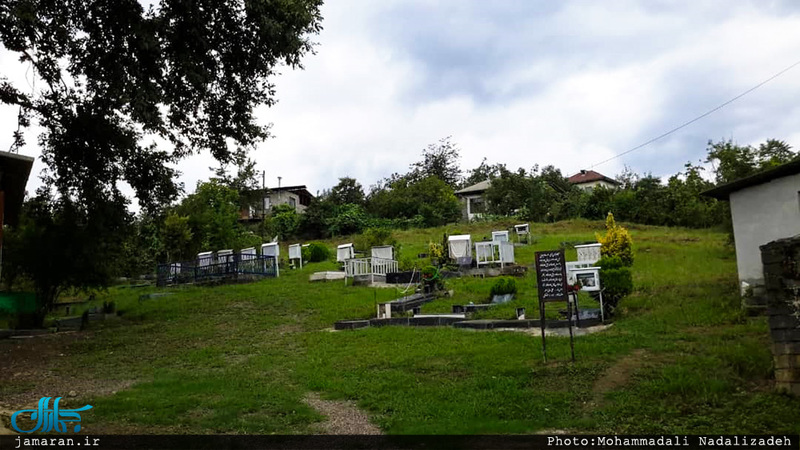 روستای سلیم آباد تنکابن؛ اینجا همه چیز سبز است