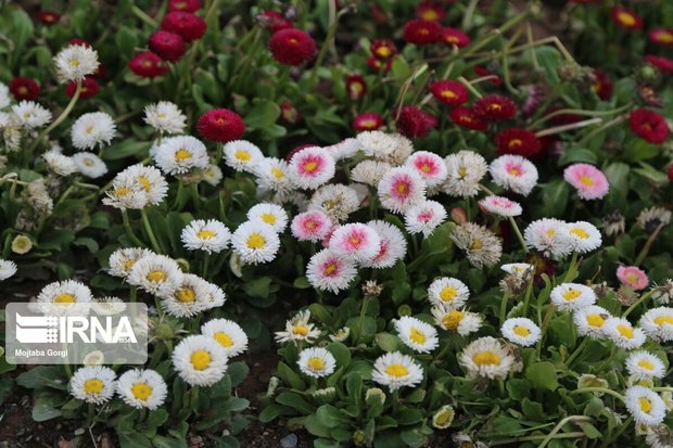 این بار بوی بهار از خانه می‌آید