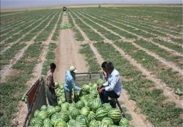 هندوانه بهاره جاسک به بازارهای خارجی بارگیری شد