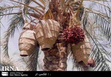 خرمای ربی خاش ثبت جهانی شد