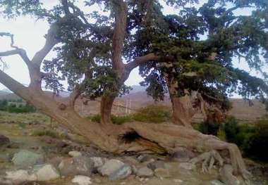 کوشه تفتان با چشم اندازهای بدیع گردشگران را فرا می خواند