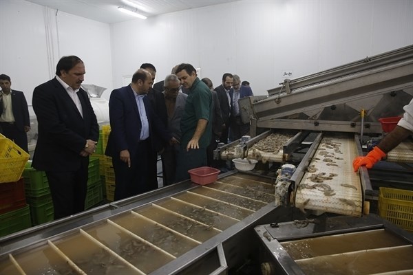 بوشهر مرکز تولید و صادرات سرمایه گذاران یونانی