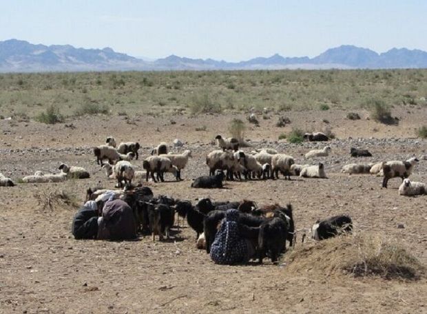 عشایر کهگیلویه و بویراحمد  ۱۴۰ میلیارد ریال برای پروار بندی دام دریافت کردند