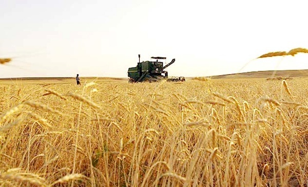 خرید بیش از 941 هزار تن گندم تضمینی از کشاورزان فارس