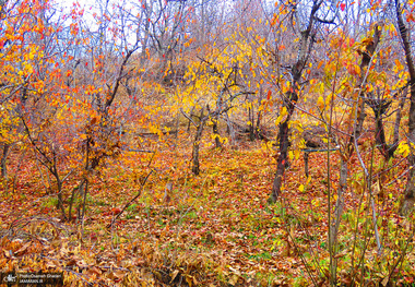 پاییز برای جسم و روان ما آسیب‌زاست؟