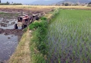 کشت برنج در چهارمحال و بختیاری ممنوع شد