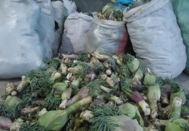 'کُما ' معطر کننده سفره مردم میامی