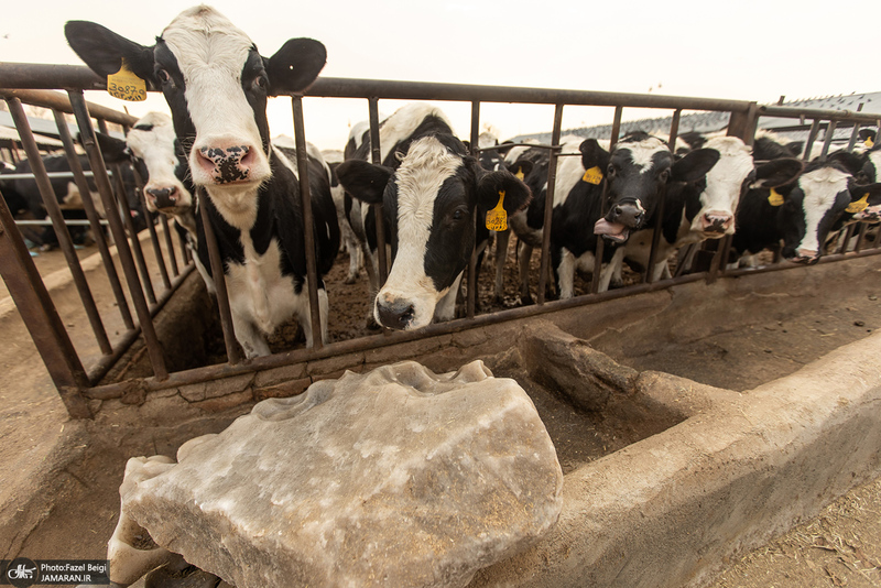 کارگران دامپروری؛ ستون‌های سلامت و آبادانی کشور