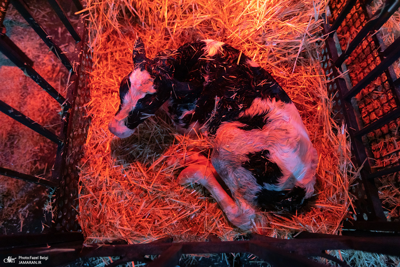 کارگران دامپروری؛ ستون‌های سلامت و آبادانی کشور