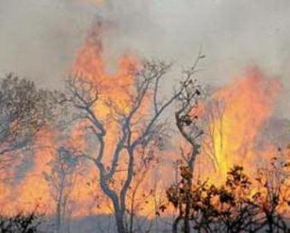 آتش سوزی در 2هکتار از جنگلهای ارمند لردگان