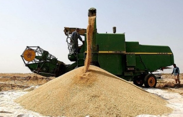 604 هزارتن گندم در آذربایجان شرقی خرید تضمینی شد