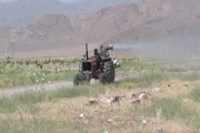 هجوم ملخ ها به آق قلا در استان سیل زده گلستان