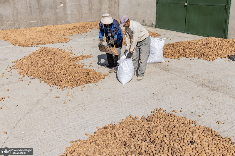 برداشت مکانیزه گردو در استان زنجان