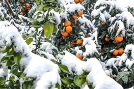 خسارت ۱۰۷ میلیارد تومانی سرمای فروردین‌ماه به محصولات کشاورزی آذربایجان‌غربی