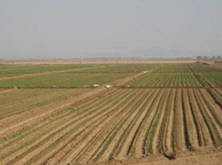 سرما وبارندگی های دیرهنگام موجب تاخیر رشد گندم در خراسان شمالی شده است