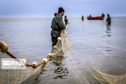 ماهیان زرد پر تاثیری در کاهش کیفیت آب سد شیرین دره خراسان شمالی ندارند