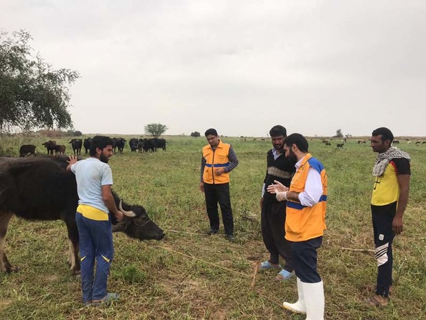 9هزار راس دام سبک وسنگین در بخش شعیبیه شوشتر مایه کوبی شدند