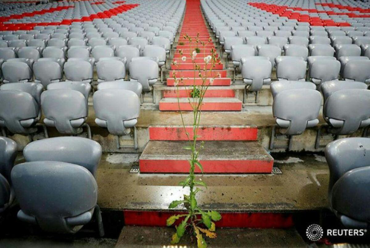 گیاهان به جای تماشاگران در استادیوم بایرن مونیخ ! /عکس