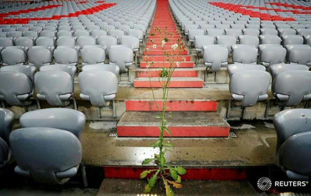 گیاهان به جای تماشاگران در استادیوم بایرن مونیخ ! /عکس