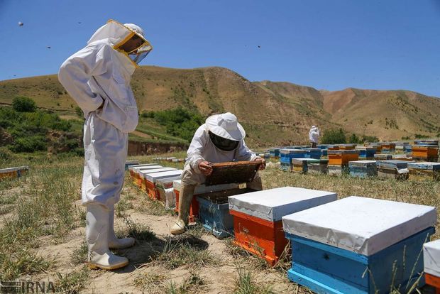زنبورداران ۶۰۷ میلیارد ریال تسهیلات دریافت کردند