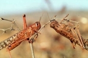 مبارزه با ملخ صحرایی در 118 هزار هکتار از مراتع سیستان وبلوچستان