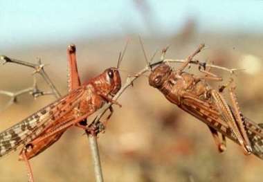 مبارزه با ملخ صحرایی در 118 هزار هکتار از مراتع سیستان وبلوچستان