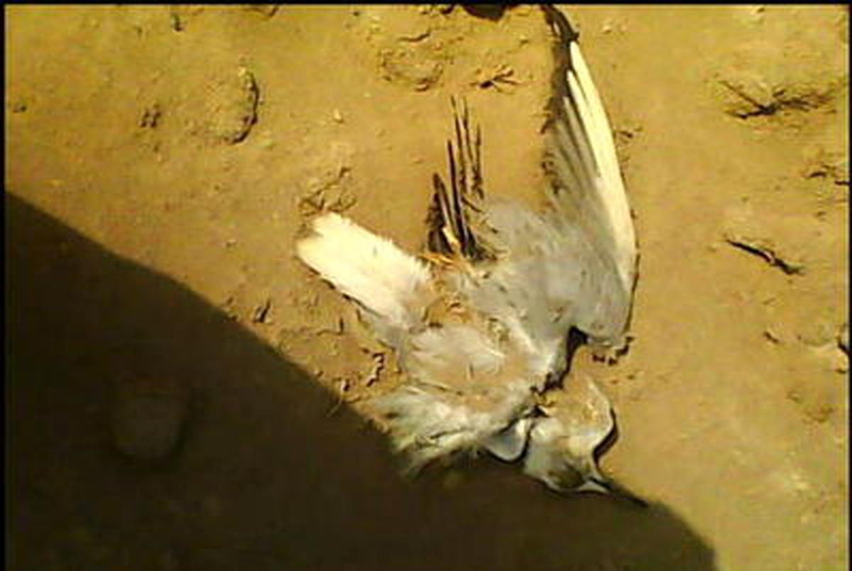 دست زدن به لاشه پرندگان ممنوع