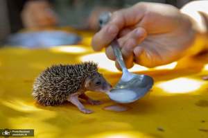 منتخب تصاویر امروز جهان- 18 تیر 1400