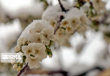 آتش سرما بر جان باغ‌های خراسان شمالی