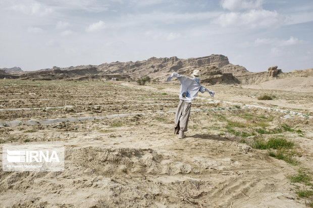 کم آبی، مانع رشد گیاه در ۷۰ هزار هکتار اراضی گلستان شد