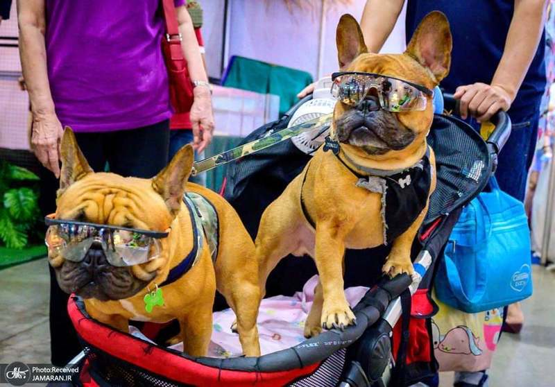 منتخب تصاویر امروز جهان- 7 فروردین 1400