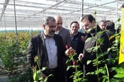 بازدید استاندار قزوین از گلخانه تولید گل رز هلندی