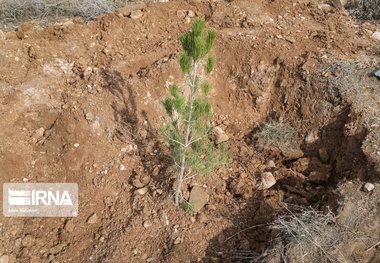 بیش از ۱۲ هزار اصله نهال در اردکان کاشته شد