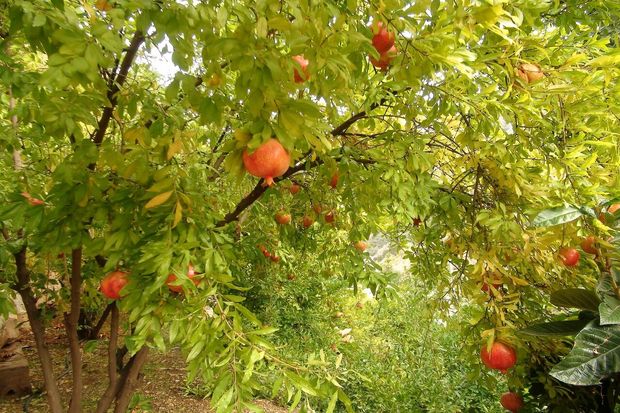 افزون‌بر چهار هزار تن انار تولیدی خاش به بازار عرضه شد