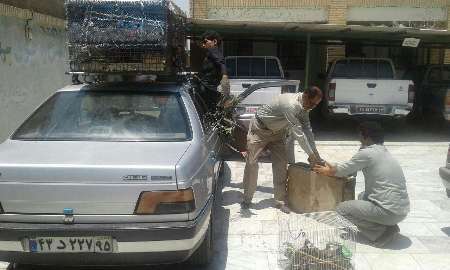 ٢٨قطعه کبک و 2قطعه عروس هلندی قاچاق در ایرانشهر کشف شد