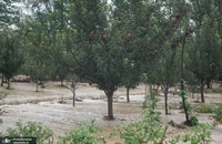 تصاویری از وضعیت سیل‌زده در کشمیر هند (5)