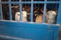 توقیف بزرگترین محموله قاچاق دام زنده به کشورهای حوزه خلیج فارس (1)