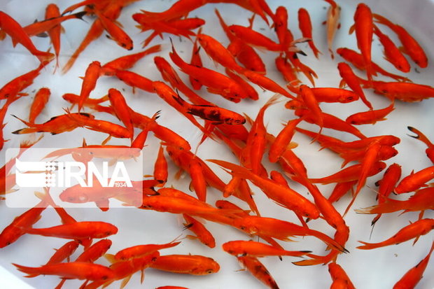شهروندان سمنانی ماهی قرمز از مراکز مجاز خریداری کنند