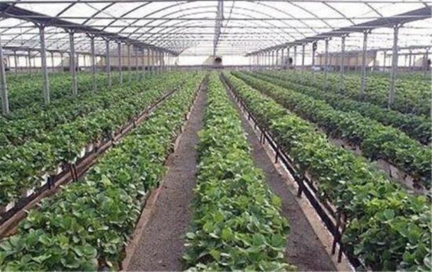 مجوز 6 شهرک گلخانه ای با اشتغال 500 نفر در یزد صادر شد