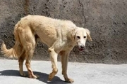 قابلیت سگ ها در تشخیص صد در صد ویروس کرونا