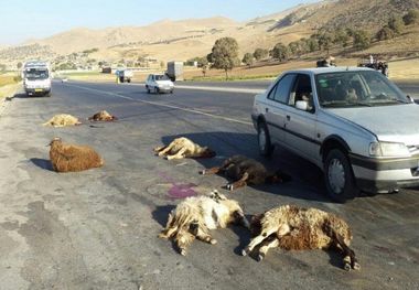 ۳۲ راس دام بر اثر برخورد خودرو در آبدانان تلف شدند