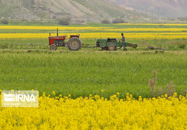 بیش از ۱۰ هزار تن کلزا در کرمانشاه برداشت می‌شود