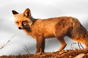 روباه گرسنه در حیاط منزلی مسکونی در مهاباد!