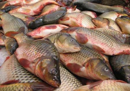 افزایش 10 درصدی تولید ماهی در مزارع پرورشی خراسان شمالی