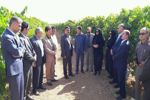 پنج هزار هکتار از باغ‌های انگور استان قزوین داربستی شده است