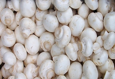 قارچ های تولیدی استان یزد کاملا سالم هستند