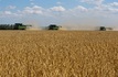اختلال در تجارت جهانی غلات به دلیل کاهش صادرات از روسیه و اوکراین