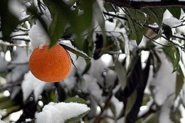 هشدار جهاد کشاورزی مازندران به باغداران و گلخانه‌داران